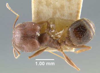 Media type: image;   Entomology 20648 Aspect: habitus dorsal view